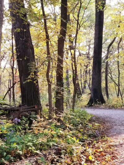 Palos Park Woods-South - Palos Park, IL