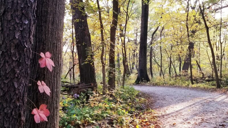 Palos Park Woods-South - Palos Park, IL