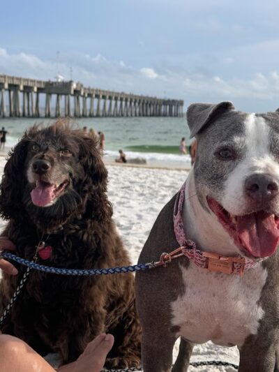 Dog Beach at Pier Park Panama City Beach - Panama City Beach, FL