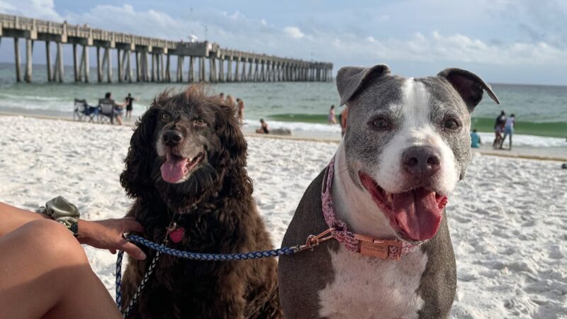 Dog Beach at Pier Park Panama City Beach - Panama City Beach, FL