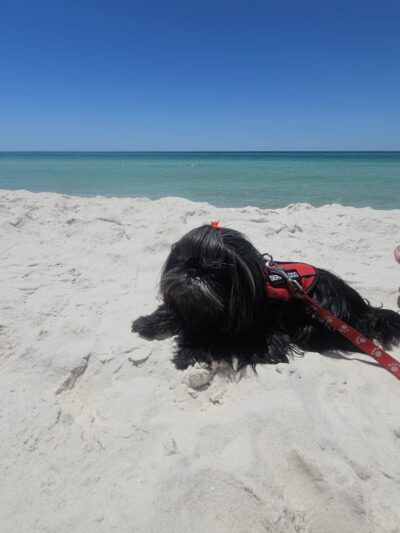 Dog Beach at Pier Park Panama City Beach - Panama City Beach, FL