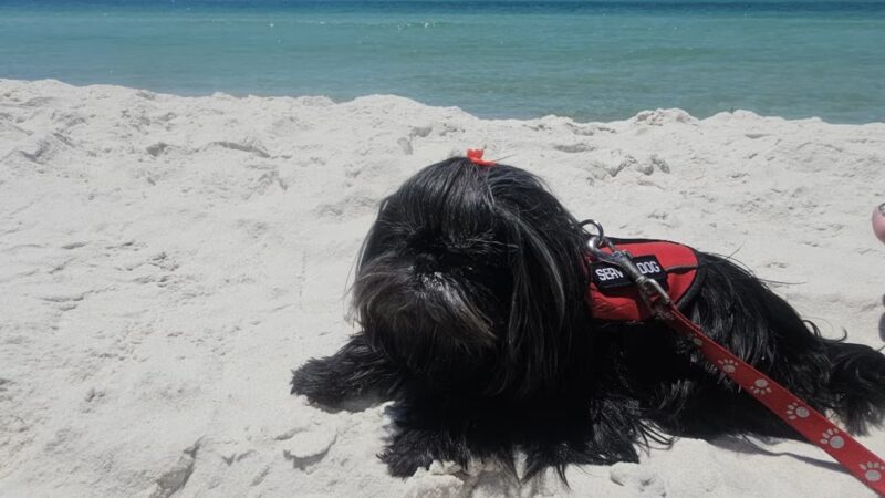 Dog Beach at Pier Park Panama City Beach - Panama City Beach, FL