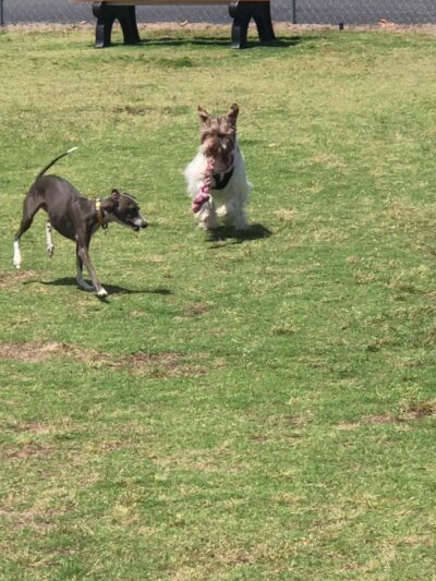 Frank Brown Park Dog Park - Panama City Beach, FL