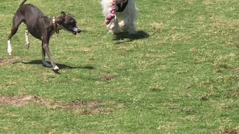 Frank Brown Park Dog Park - Panama City Beach, FL