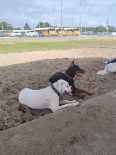 Frank Brown Park Dog Park - Panama City Beach, FL