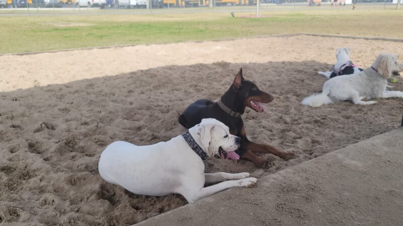 Frank Brown Park Dog Park - Panama City Beach, FL