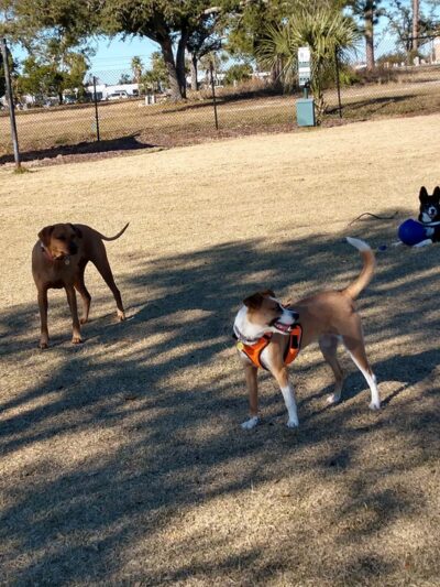 Al Helms Dog Park - Panama City, FL