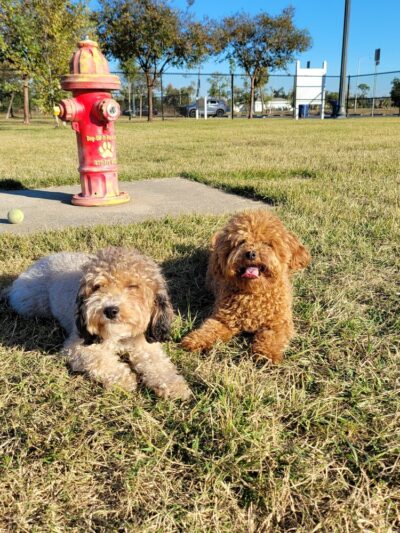Al Helms Dog Park - Panama City, FL