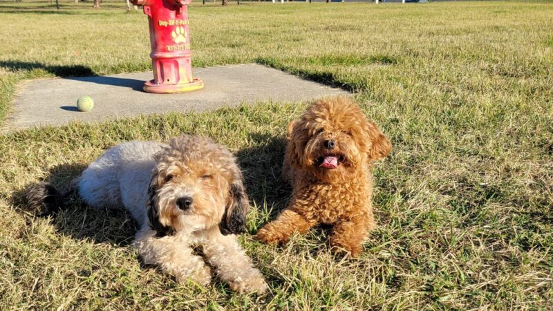Al Helms Dog Park - Panama City, FL