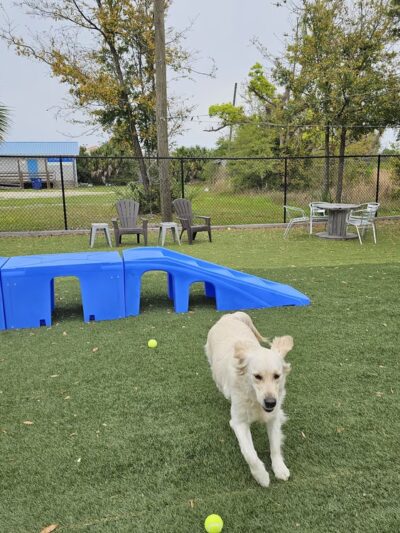 Dogs & Drinks - Panama City, FL