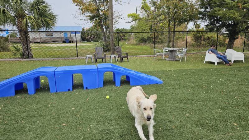 Dogs & Drinks - Panama City, FL