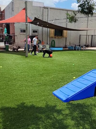 Dogs & Drinks - Panama City, FL