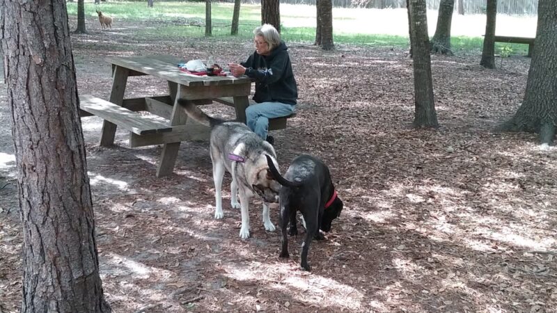 Everitt Avenue Dog Park - Panama City, FL