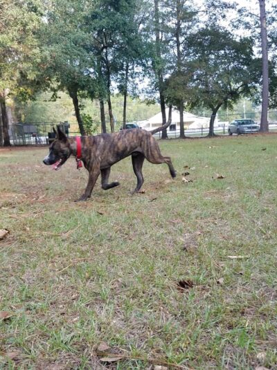 Everitt Avenue Dog Park - Panama City, FL