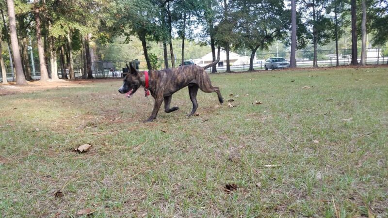 Everitt Avenue Dog Park - Panama City, FL