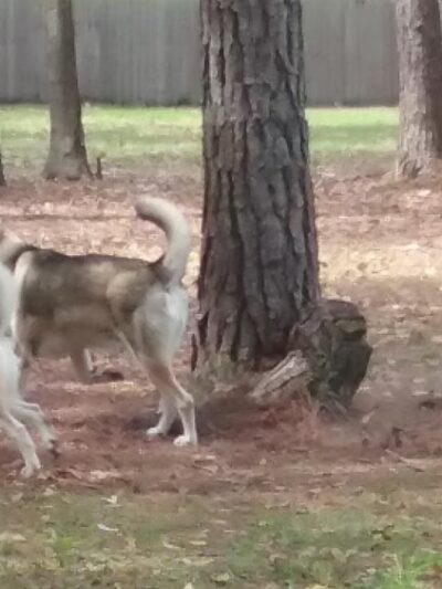 Everitt Avenue Dog Park - Panama City, FL