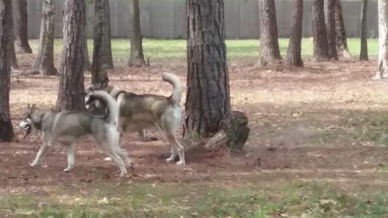 Everitt Avenue Dog Park - Panama City, FL