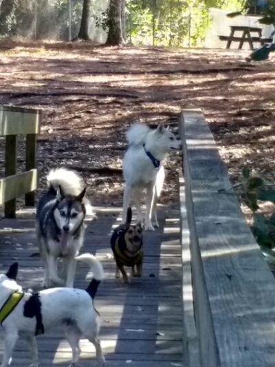 Zollie Young Dog Park - Panama City, FL