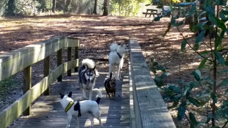 Zollie Young Dog Park - Panama City, FL