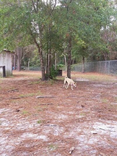 Zollie Young Dog Park - Panama City, FL