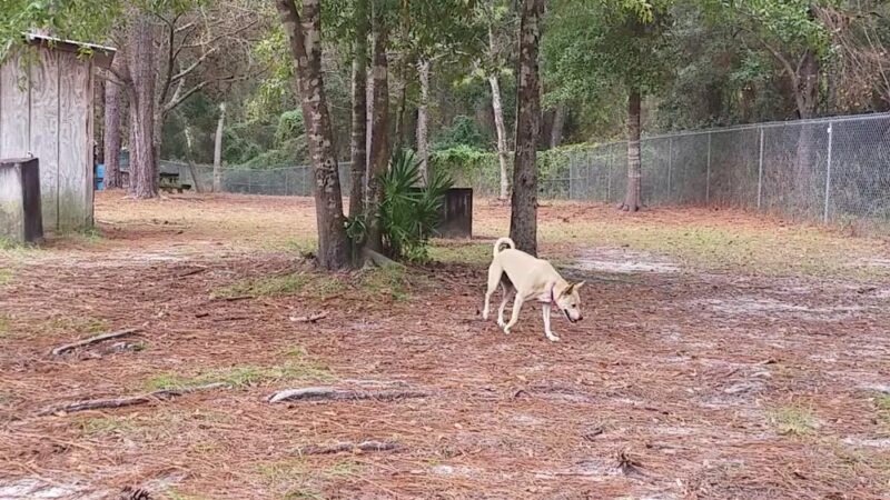 Zollie Young Dog Park - Panama City, FL