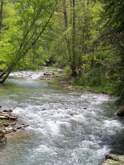 Panther State Forest - Panther, WV