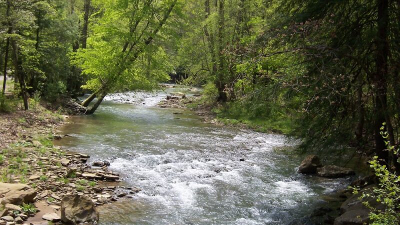 Panther State Forest - Panther, WV