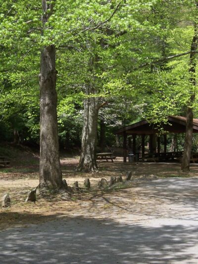 Panther State Forest - Panther, WV