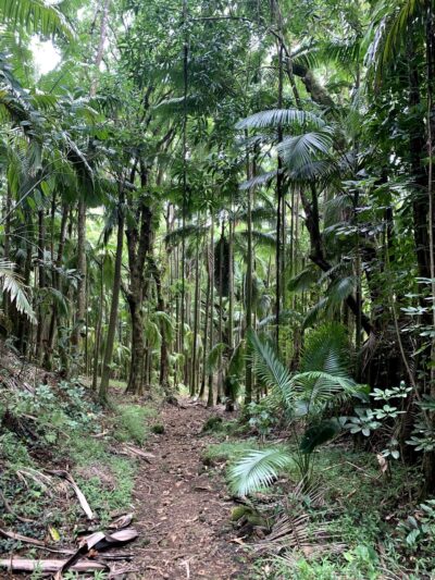 Donkey Trail Trailhead - Papaikou, HI