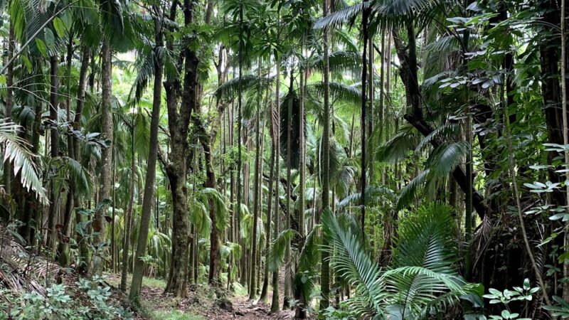 Donkey Trail Trailhead - Papaikou, HI