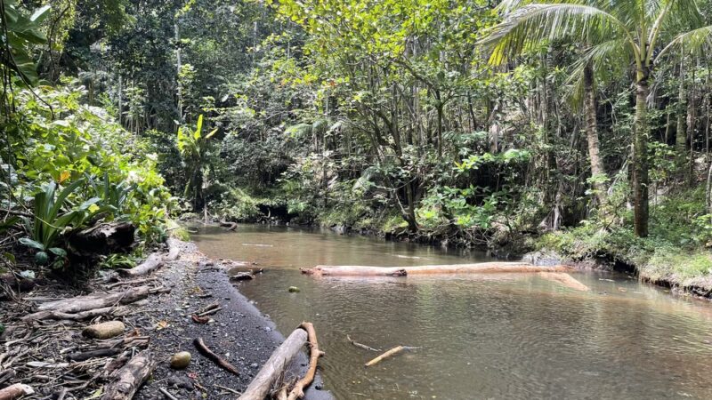 Onomea Bay Trail - Papaikou, HI