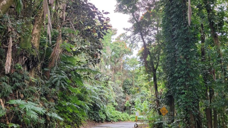 Papaikou - Papaikou, HI