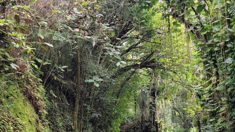 Papaikou - Papaikou, HI