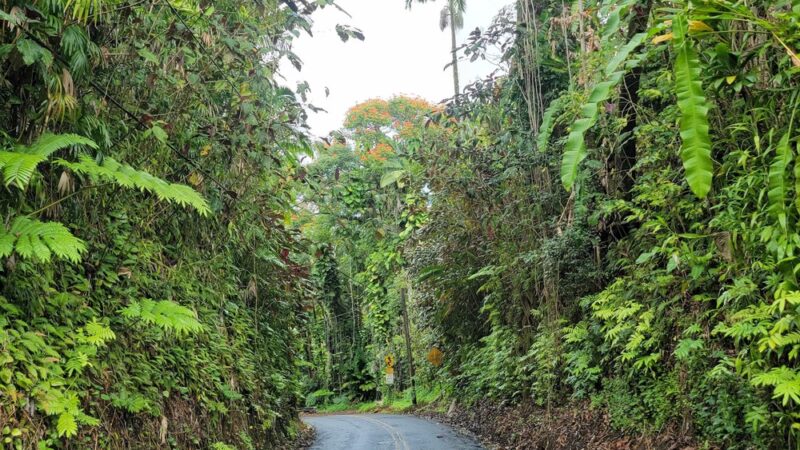 Papaikou - Papaikou, HI