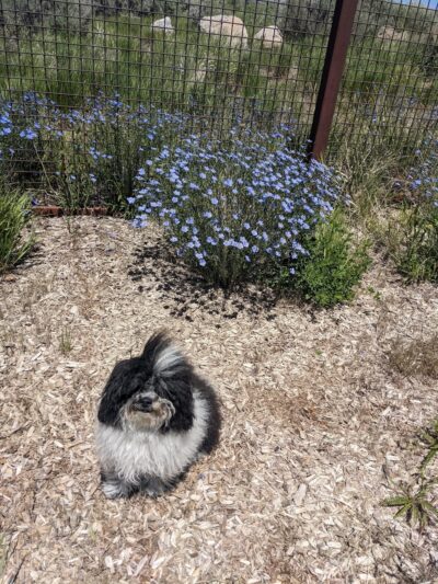 Promontory Club Dog Park - Bark City - Park City, UT