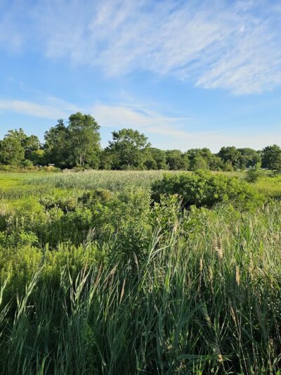 Central Park - Park Forest, IL