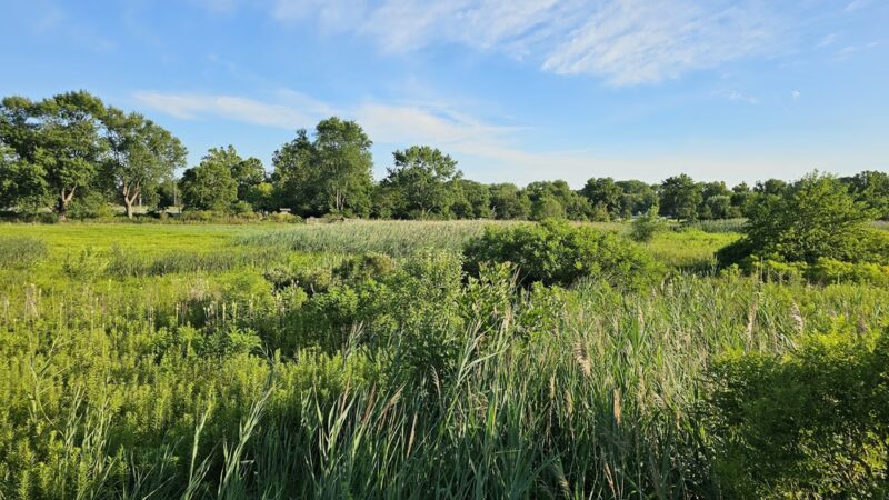 Central Park - Park Forest, IL