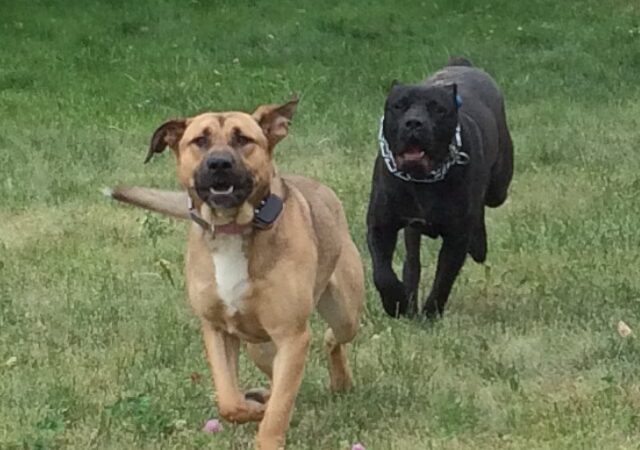 Foster's Kennel/ Park Forest Animal - Park Forest, IL