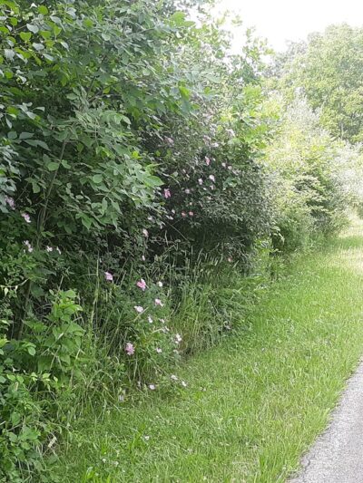Thorn Creek Trail Access - Park Forest, IL