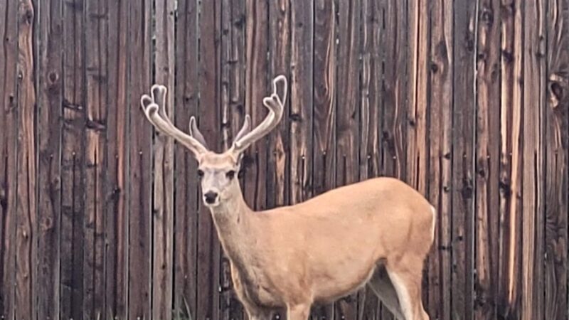 Deer Trail Park - Parker, CO