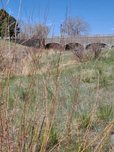 Riva Ridge Parks - Parker, CO
