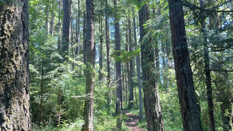 Bresemann Forest - Parkland, WA