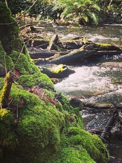 Bresemann Forest - Parkland, WA