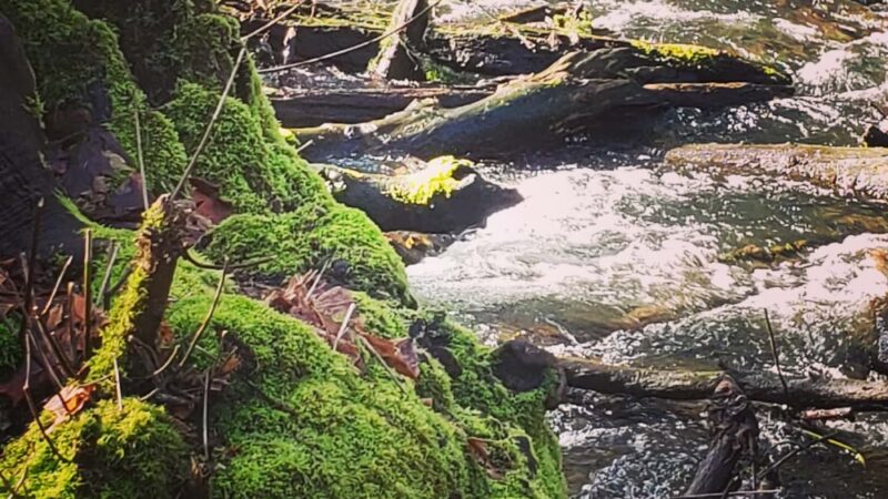 Bresemann Forest - Parkland, WA