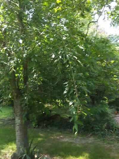 Downs Park - Pasadena, MD