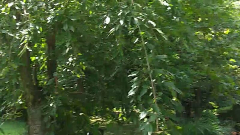 Downs Park - Pasadena, MD