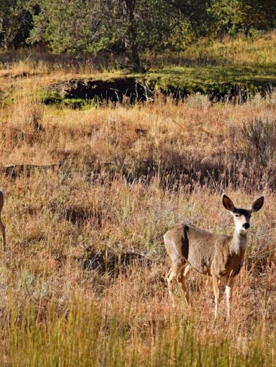 Wolf Creek Industrial Campground - Paulina, OR