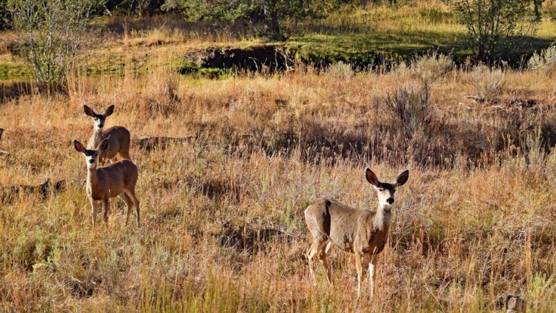 Wolf Creek Industrial Campground - Paulina, OR