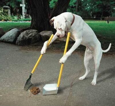 Paw Pickup - ,