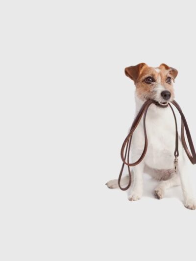 Paw Pickup - ,